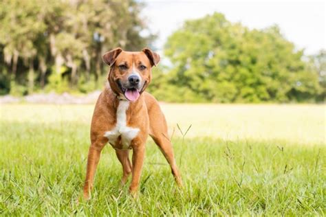 Beagle Pit (Pitbull & Beagle Mix): Info, Pictures, Facts, Traits | Hepper