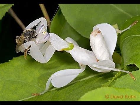 Orchid Mantis Feeding (Hymenopus coronatus) - YouTube