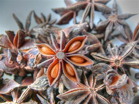 Illicium verum | Anise seeds, Anise seed, Seeds