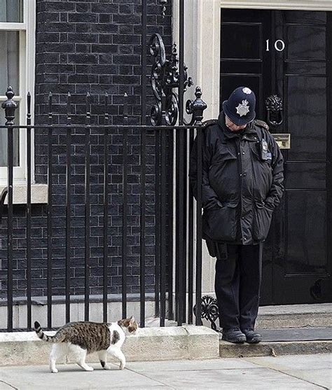 Larry the Downing Street cat takes a stroll through town in London ...