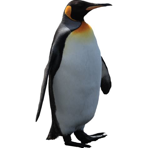 Emperor Penguin Clip Art - ClipArt Best