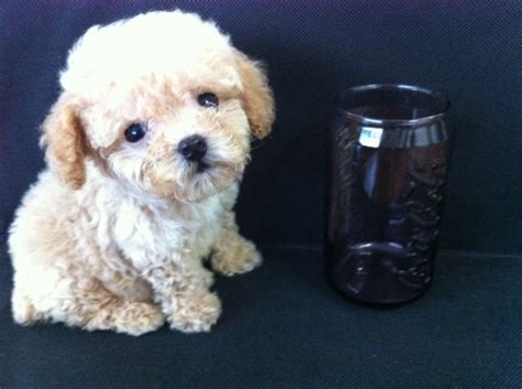 How Much Is A Teacup Poodle Cost