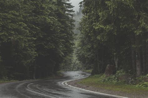 Winding Road Forest Royalty-Free Stock Photo