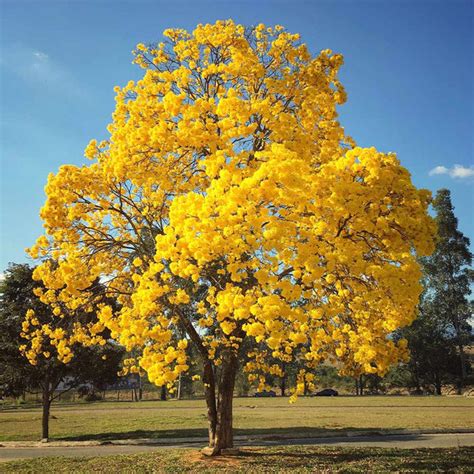 Yellow Trumpet Trees for Sale – FastGrowingTrees.com