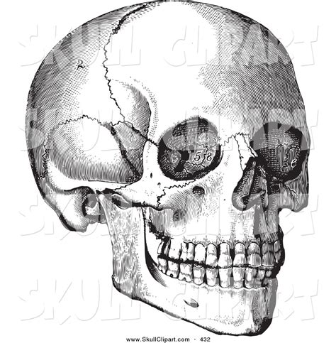 anatomical skull clipart 10 free Cliparts | Download images on Clipground 2024