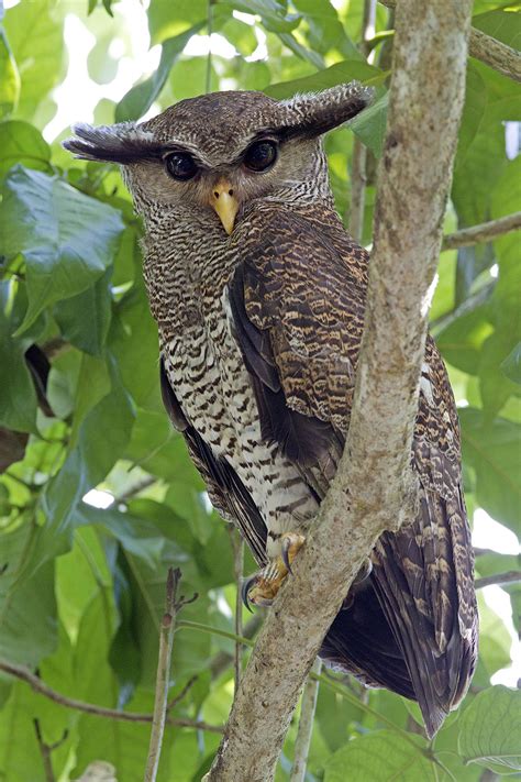 Barred Eagle-Owl – Birds of Singapore