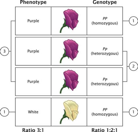 Phenotype- Definition, Expression, Types, Examples,, 60% OFF