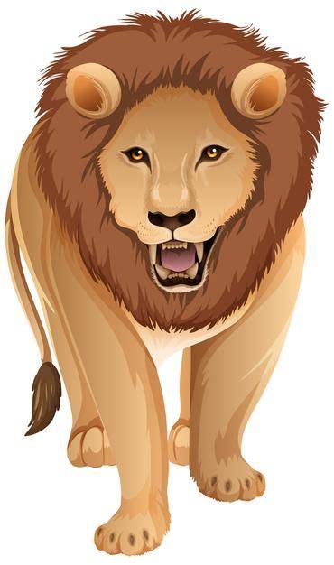 Front of Adult Lion Standing on White Background