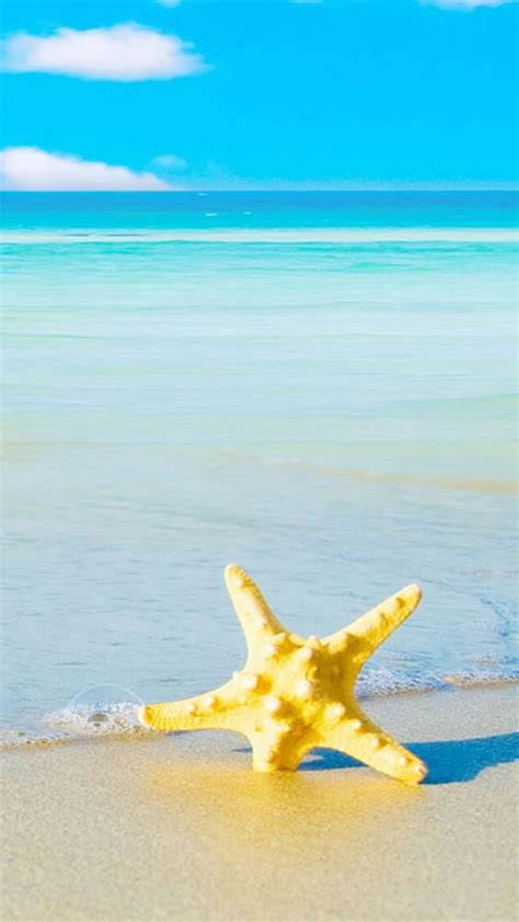 Starfish Beach iPhone Wallpapers Free Download