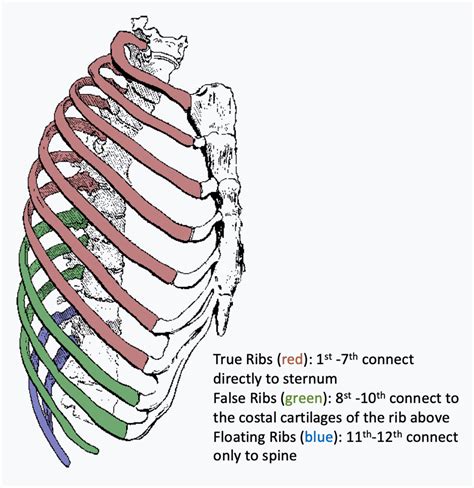 Rib Injury | Rib Injury Clinic