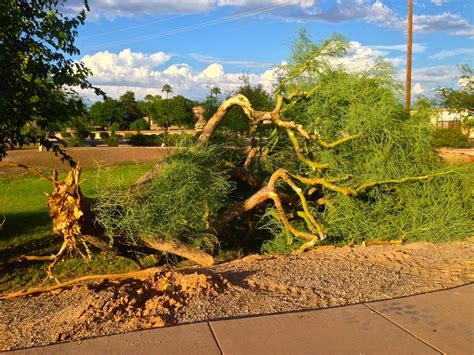 Scottsdale Daily Photo: Photo: Uprooted Palo Verde Tree