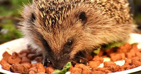 The 5 Best Cat Foods For Hedgehogs | Our #1 Pick For 2023