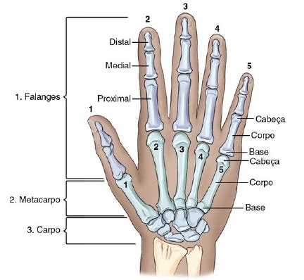 metacarpos e falanges – Anatomia papel e caneta