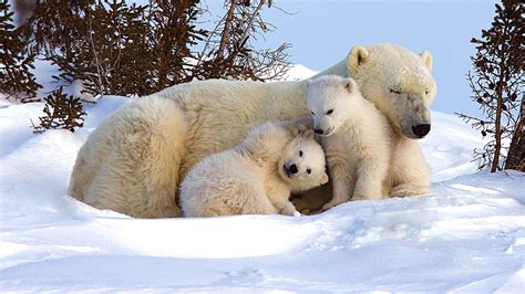 9 Fun Facts About Polar Bears