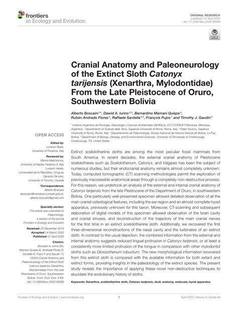 (PDF) Cranial Anatomy and Paleoneurology of the Extinct Sloth Catonyx tarijensis (Xenarthra ...