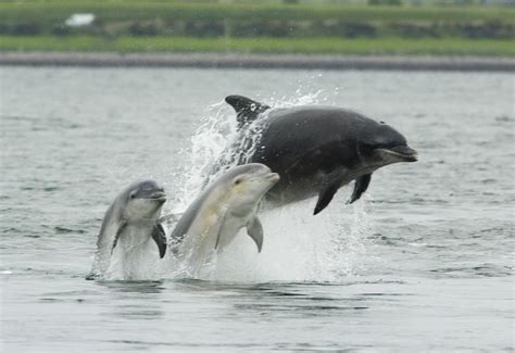 File:Bottlenose dolphin with young.JPG - Wikipedia, the free encyclopedia