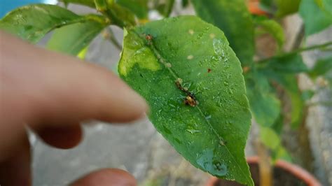 Scale Insects On Citrus Leaves : The canker bacterium spreads easily and quickly on air currents ...