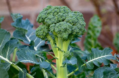 Broccoli Plant Stages