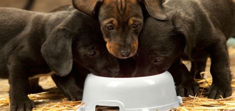 A Balanced Diet for Fido - webbizsolution