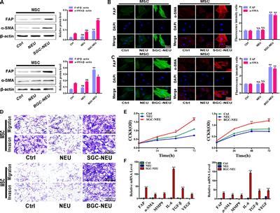 Frontiers | Tumor-Educated Neutrophils Activate Mesenchymal Stem Cells to Promote Gastric Cancer ...