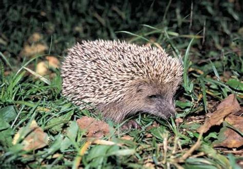 Amur Hedgehog (Erinaceus amurensis) - Wiki; Image ONLY