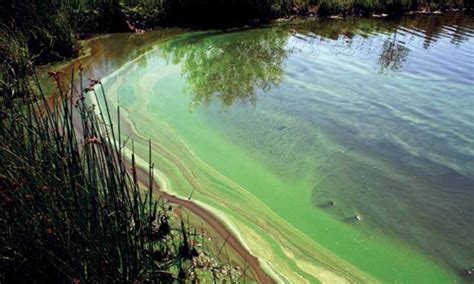 Toxic Cyanobacterial Blooms – North American Lake Management Society ...