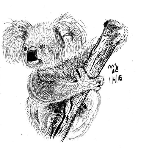 Realistic Koala Ink Drawing by VictoryStar527 on DeviantArt