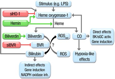 Conversion of biliverdin to bilirubin by biliverdin reductase ...