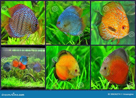 Aquarium - Discus Fish Varieties Collage Stock Photo - Image of color, gill: 30636274