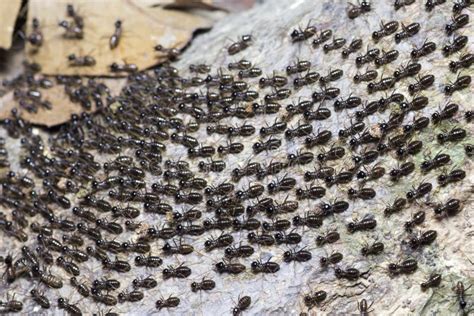 The Great Migration of Ants Colony Stock Photo - Image of wall, hutan: 148319296