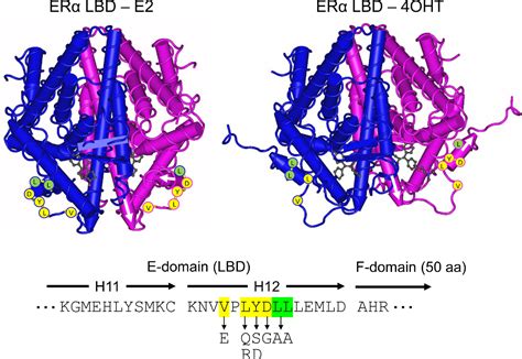 Figure 1 from The physiological role of estrogen receptor functional domains. | Semantic Scholar