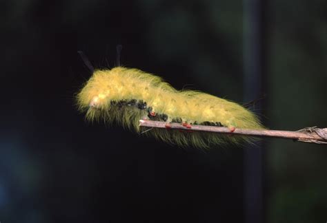 Wooly White Caterpillar Identification: 9 Varieties - GFL Outdoors