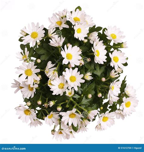 Chamomile Flowers Bouquet Isolated Stock Photo - Image of white, pretty ...