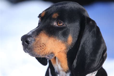 Black and Tan Coonhound: Dog Breed Characteristics & Care