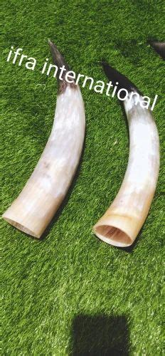 Natural Animal, Ox Horns, For Decor at Rs 650/piece in Sambhal | ID: 2852107218533