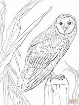 Barn Owl Coloring Page  Free Printable Coloring Pages sketch template