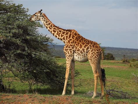 What do Giraffes Eat? Discover the Giraffe Diet (with Photos) - WildlifeTrip