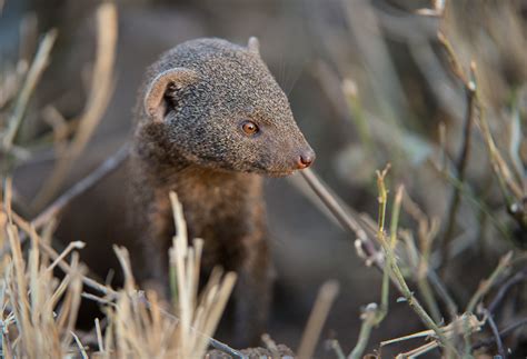 Wild Facts Sabi Sabi Private Game Reserve | Dwarf Mongoose