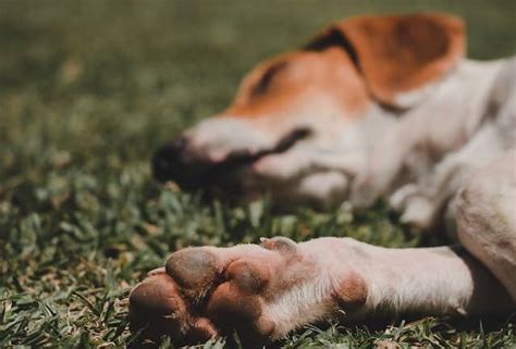 My Dog Has a Broken Dew Claw! What To Do? - PD Insurance NZ