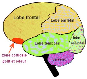 Piriform Cortex Anatomy