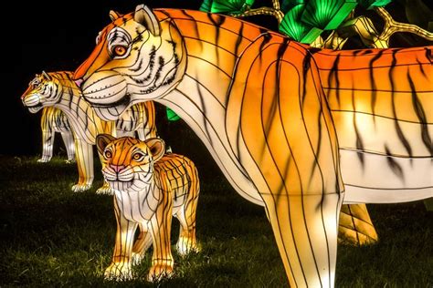 Bronx Zoo Holiday Lights Admission Ticket 2024: Triphobo