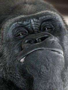 Mountain Gorilla: Vocalizations Of The Mountain Gorilla