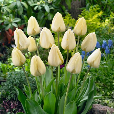 Buy Tulip Prince (White) - Bulbs (set of 5) online from Nurserylive at lowest price. in 2021 ...