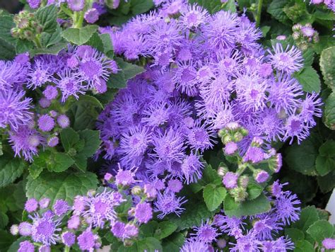 How to Grow Ageratum (Floss Flower) - Gardening Channel