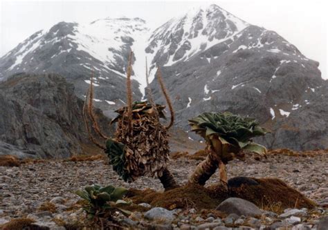 An old Kerguelen cabbage on the Rallier du Baty Peninsula Ocean Indien ...