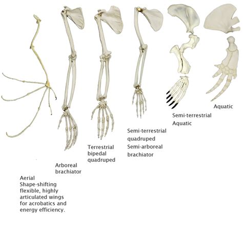 [Solved] What is the common plan or "pattern" for all limbs? | Course Hero