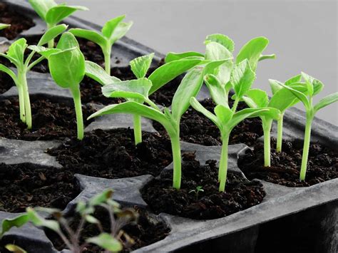 How To Care For Seedlings | Chicago Land Gardening