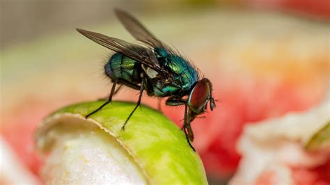 Get Rid Of Gnats Once And For All With White Vinegar