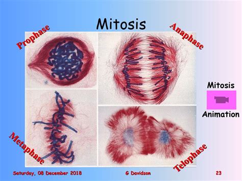 Investigating Cells Cell Division G Davidson. - ppt download