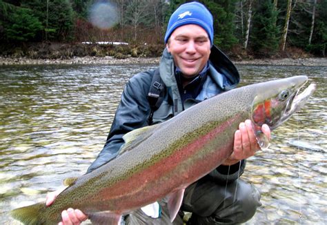 How to tell wild steelhead from hatchery steelhead